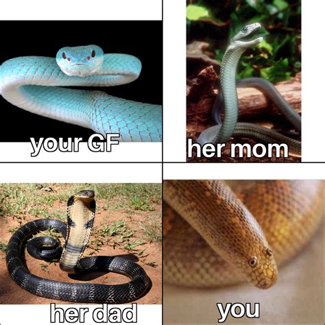 you're a snake meme|you look like a snake.